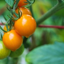 Sungold Select Tomato The Greatest Cherry Tomato in the World Fast Ship Fresh US - $15.10