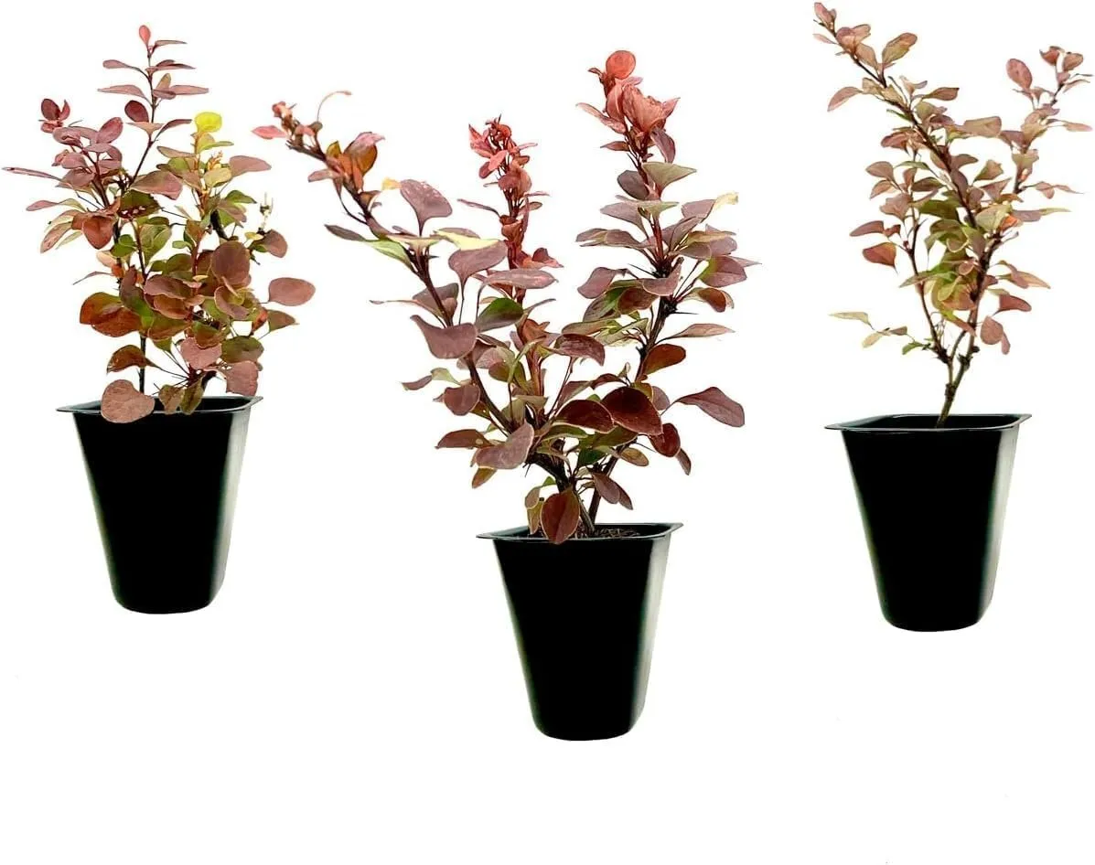 Barberry Rosy Glow Live Plants Vibrant Dual-Toned Foliagedeal for - £31.50 GBP