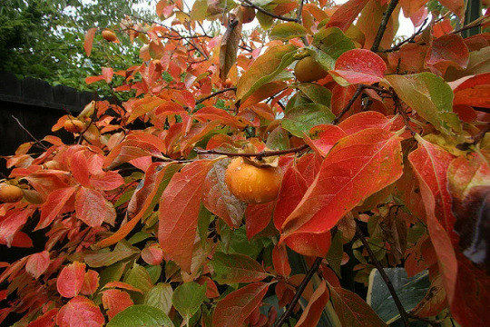 American Persimmon tree qt. pot  Item image 3