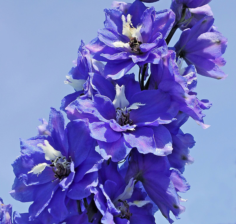 PSA 1000 Imperial Larkspur Seeds Delphinium Consolida Perennial Regalis ... - $50.08