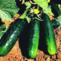 Guashi Store 25 Spacemaster 80 Cucumber Seeds Great For Container And Small Spac - £7.39 GBP