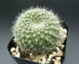 200 Seeds Cactus Rebutia Variety Flowering Color Cacti - $11.65