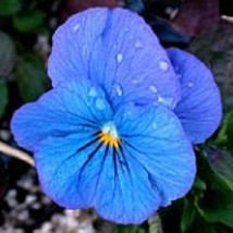 USA SELLER 30 Viola Cornuta Blue Perfection Perennial Flower Seeds - £14.83 GBP