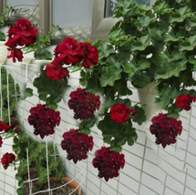 BELLFARM Hanging Geranium Purely Deep Red Perennial Bonsai 10pcs Seeds  - £8.60 GBP