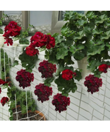 BELLFARM Hanging Geranium Purely Deep Red Perennial Bonsai 10pcs Seeds  - $11.00