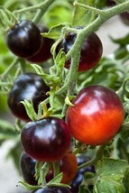 Tomato Seeds Indigo Rose Tomato Seeds Vegetable Seeds 25 Seeds Garden USA Seeds - £5.97 GBP