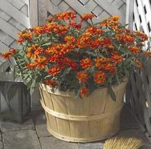 10 Seeds Zinnia Profusion Fire Annual Seed - $25.94