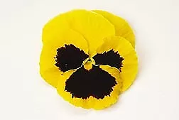 Pansy Matrix Yellow Blotch 250 seeds - £27.30 GBP