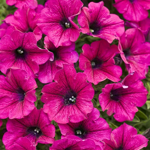 Fresh 50 Bright Pink Petunia Seeds Flowerd Flowers Bloom Annual See - £3.98 GBP
