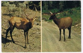 Animal Postcard British Columbia Wapiti Indian Name For Elk - $2.96