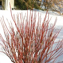 20 Red Twig Dogwood American Red Osier Shrub White Flower Cornus Sericea... - €12,52 EUR