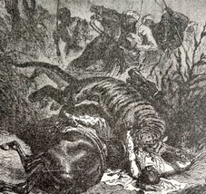 Bengal Tiger Attack Indian Officer 1887 Wood Engraving Victorian Art DWEE29 - £19.97 GBP