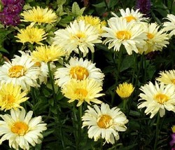 SL 200+ Crazy Yellow Shasta (Leucanthemum X Goldfinch) Daisy Seeds - Fast Shippi - $4.73