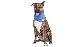GF PET Ice Band for Dogs - $233.17 MXN+