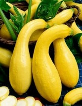 30+ Yellow Crookneck Summer Squash Seeds Garden Zucchini , Organic , 2023 Season - £2.16 GBP