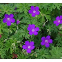 25+ Nimbus Geranium Seeds – Grow Vibrant Heirloom Pink Flowers - $16.50