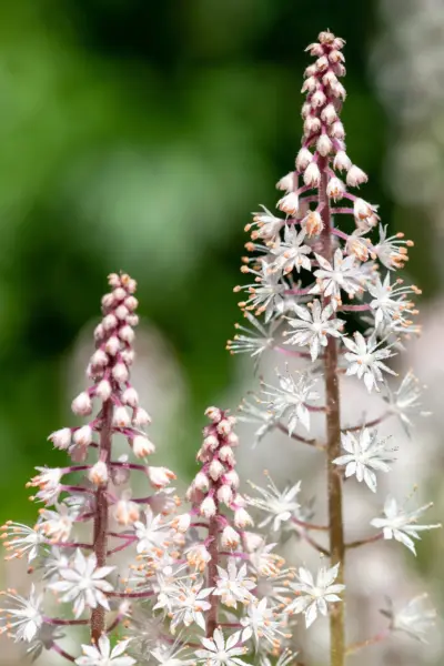 20 Filigran Foamflower White &amp; Pink Tiarella Polyphylla Shade Flower See... - $8.00