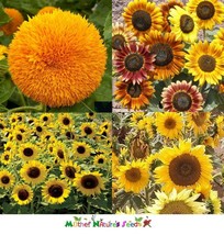Grow In US 50 Seeds Sunflower Dwarfie Dwarf Mix Butterflies Bees Birds Goldfinch - £8.39 GBP