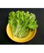 ADW 1000 Southern Giant Curled Mustard Seeds Fresh Harvest Fast Growing - $18.35 CAD