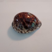 88mm &#39;Cypraea Tigris&#39; Cowrie Rust-like Pattern 104g Shell Seashell - £35.74 GBP