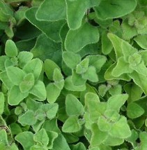 HSeeds Greek Oregano - 50 Seeds - £3.07 GBP