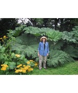 7Pcs Gunnera Manicata Seeds - $9.75