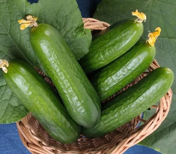 25 Seeds Minnesota Cucumbers Planting Vegetable Garden - £7.87 GBP