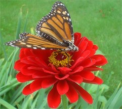 150 Zinnia, Cherry Queen, Dark Red Double Flower Seeds - £13.34 GBP