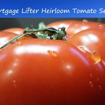 Tomato Seeds Mortgage Lifter 20 Seeds Old Fashioned Flavor Perfect For S... - £9.45 GBP