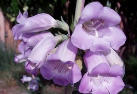 50 SEEDS PENSTEMON PURPLE GRANDIFLORUS BEARDTONGUE HEIRLOOM SEEDS ENSURE... - $8.35