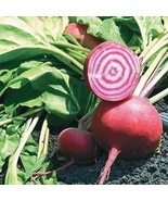 Chioggia Beet All Natural Easy Grow Vegetable Garden Seeds NON GMO 100 S... - £4.91 GBP