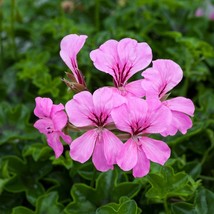 USA Seller 1R7D4 Ivy Geranium Seeds Reach Out Pink 15 Seeds Trailing Geranium - £21.73 GBP