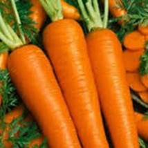 Tendersweet Carrot Seed 200 Seeds Tendersweet Seeds Scarlet Nantes Carrot Carrot - £5.96 GBP