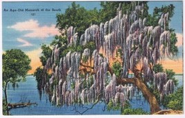 Postcard Live Oaks Spanish Moss An Age Old Monarch Of The South Florida - £3.14 GBP
