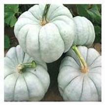 BELLFARM Crown Squash Seeds, whitish gray skin edible vegetables E4274  - £7.90 GBP