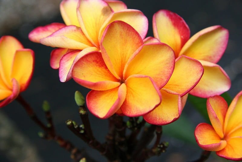400 Seeds Plumeria ( Frangipani, Hawaiian Lei Flower ) Item image 3