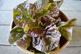 Roque D&#39;Hiver Lettuce Seeds - 500 Count Seed Pack - Non-GMO - A Sweet, Large, Fl - £7.18 GBP