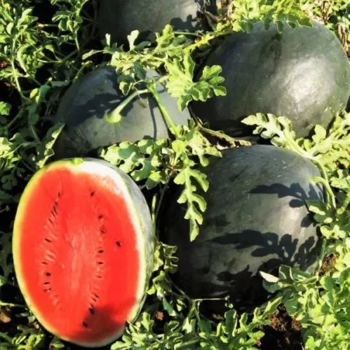 10 seeds Black Diamond Watermelon Heirloom Seeds Grow Fast Instant Charm - $9.84