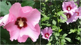 Live Plant - Rose of Sharon Pink Althea - Flowering Shrub- 1 Plant in a 3.5&quot; Pot - £51.10 GBP