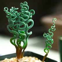 SKM 15 Succulent Seeds Living Stones Flower Succulent Cact Succulent See... - $10.97