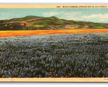 Field of Wildflowers in Springtime California CA UNP Linen Postcard R29 - $3.91