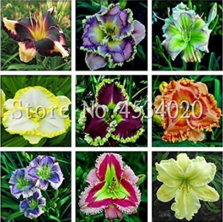 200Pcs Mixed Tawny Daylily Seeds Mixed 9 Colors Fresh Seeds - $16.02