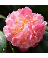 Bernice Beauty Camellia Japonica Live Starter Plant - $808.32 MXN
