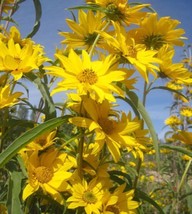 HS Maximilian Sunflower Seeds 50+ Helianthus Maximiliani Flower Usa Pere... - $3.66