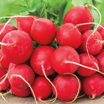 Grow In US German Giant Radish Seeds 200 Ct Vegetable Garden Non-Gmo - £6.89 GBP