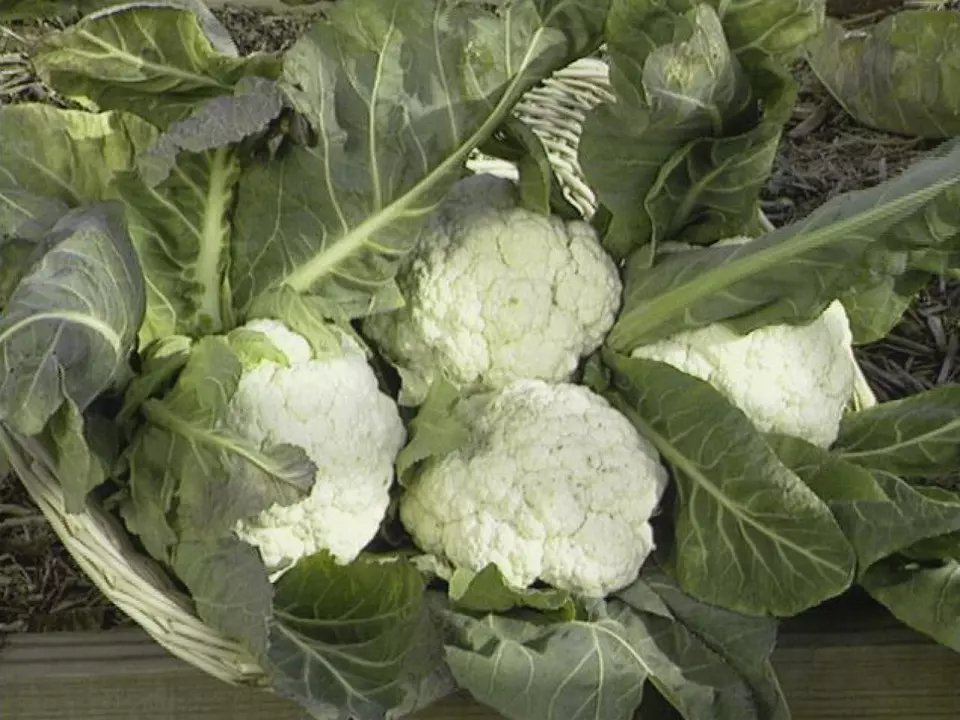 AW 200 Seeds Cauliflower Snowball Y Improved Organic Non Gmo Herb Easy To Grow - $9.19