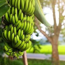 Live Plant Dwarf Cavendish Banana Live Fruit Tree Plant - Musa - £48.64 GBP