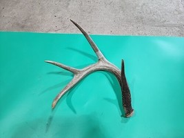 H62 Whitetail Deer Shed Antler - £39.52 GBP