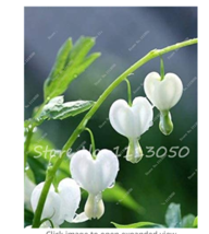 100 pcs Lily of The Valley Flower Bonsai, Bell Orchid Flower,Rich Aroma,Bonsai F - £6.08 GBP