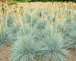  100 Blue Fescue Grass Seeds Festuca Cinerea Glauca Silvery Blue Ornamental - $8.99